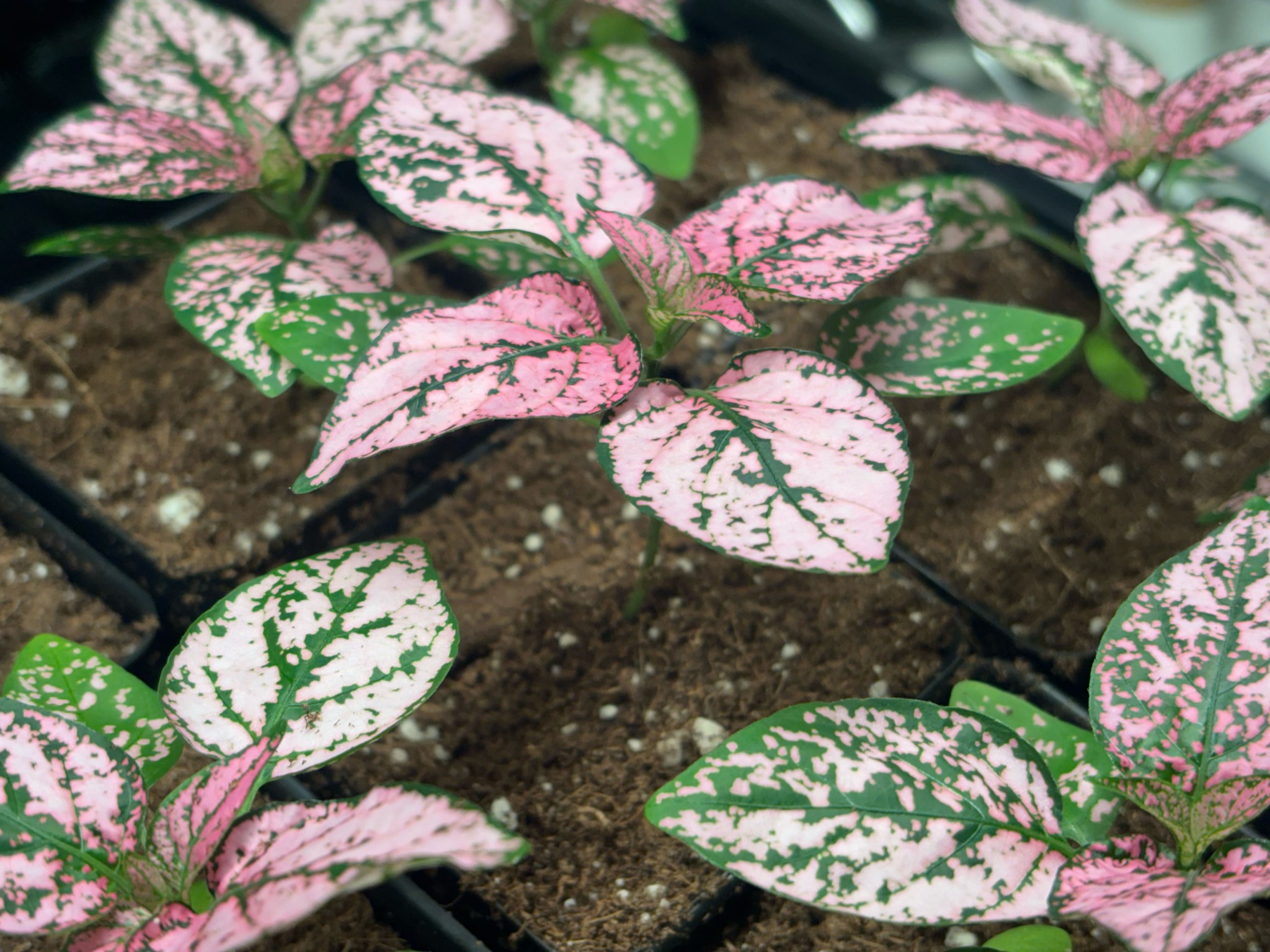 Pink polka dot plants